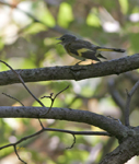 American Redstart 9637